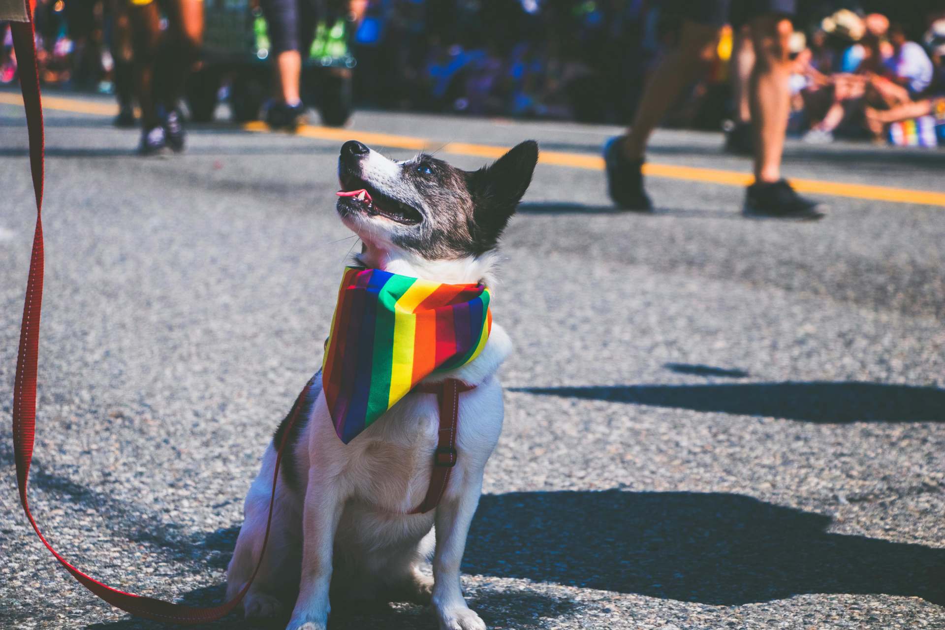 Zijn regenboogzebrapaden een probleem voor blindegeleidehonden?